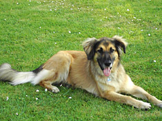 Samson